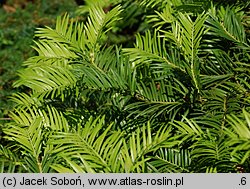 Cephalotaxus harringtonia Prostrata