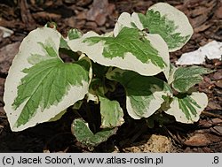 Brunnera macrophylla Variegata