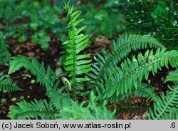 Polystichum munitum (paprotnik sztywny)