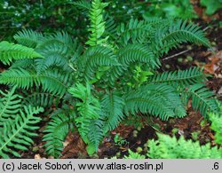 Polystichum munitum (paprotnik sztywny)