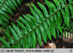 Polystichum munitum (paprotnik sztywny)