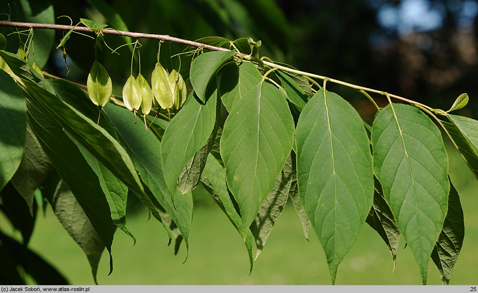 Halesia tetraptera var. monticola