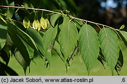 Halesia tetraptera var. monticola