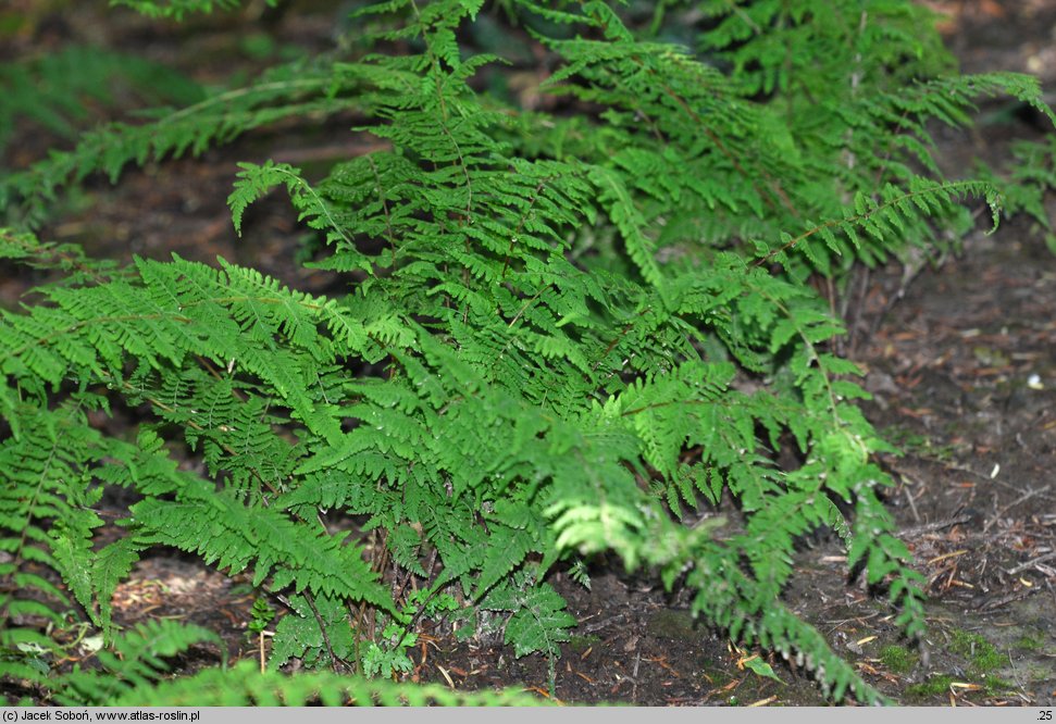 Cystopteris bulbifera (paprotnica żyworodna)