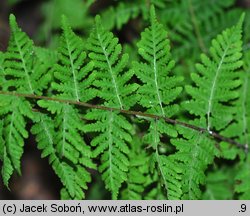 Cystopteris bulbifera (paprotnica żyworodna)