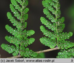 Cystopteris bulbifera (paprotnica żyworodna)