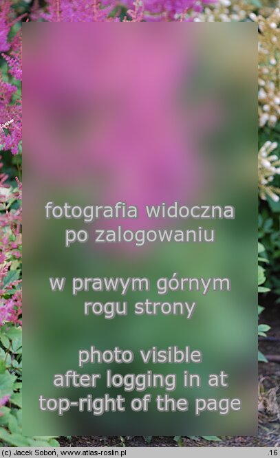 Astilbe ×rosea Gloria Purpurea