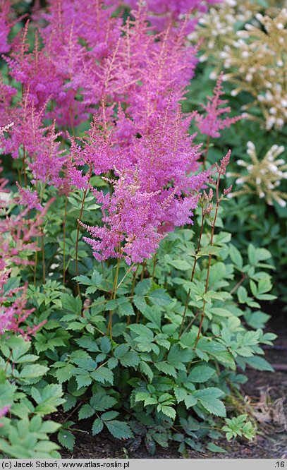 Astilbe ×rosea Gloria Purpurea