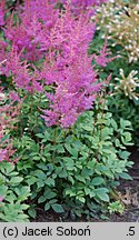 Astilbe ×rosea Gloria Purpurea