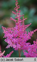 Astilbe ×rosea Gloria Purpurea