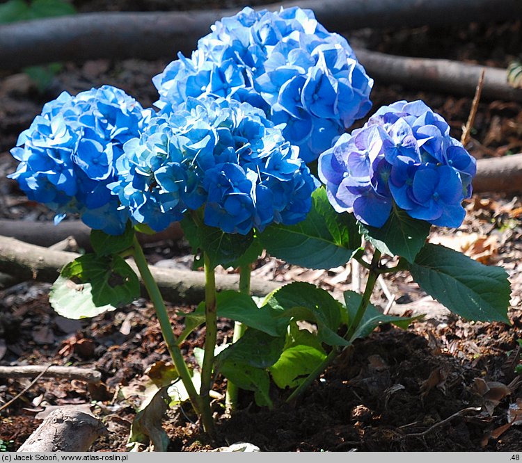 Hydrangea macrophylla Bela
