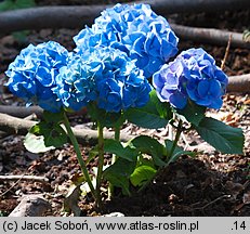 Hydrangea macrophylla Bela
