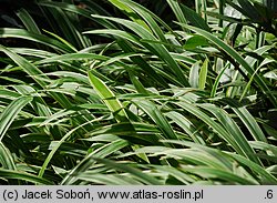 Carex siderosticta Variegata