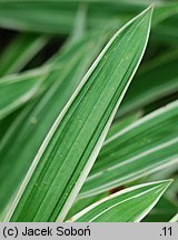 Carex siderosticta Variegata