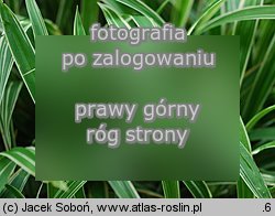 Carex siderosticta ‘Variegata’