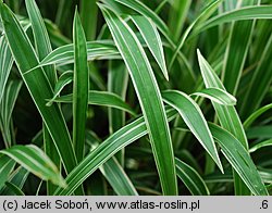 Carex siderosticta Variegata