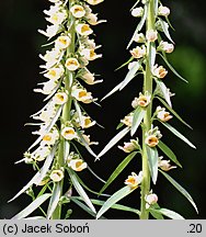 Digitalis ferruginea (naparstnica rdzawa)