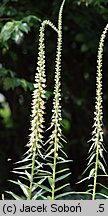 Digitalis ferruginea (naparstnica rdzawa)