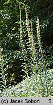 Digitalis ferruginea (naparstnica rdzawa)