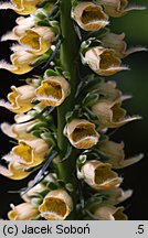 Digitalis ferruginea (naparstnica rdzawa)