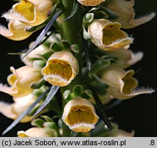 Digitalis ferruginea (naparstnica rdzawa)