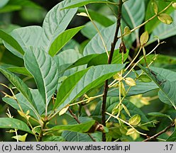 Chionanthus virginicus (śniegowiec wirginijski)