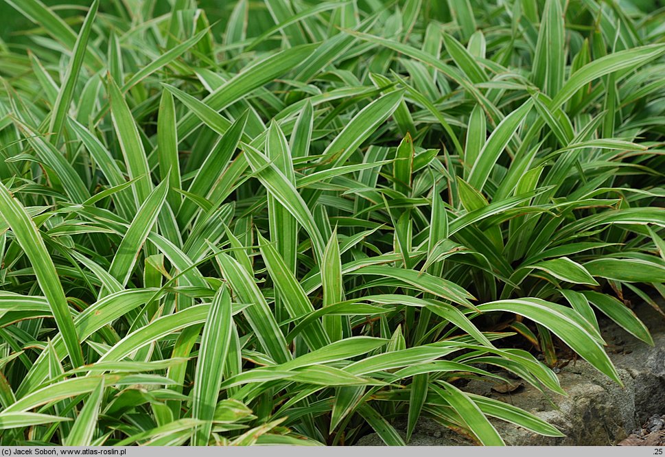 Carex siderosticta Variegata