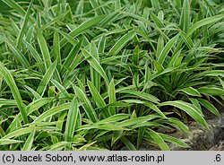 Carex siderosticta Variegata