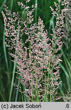 Calamagrostis ×acutiflora (trzcinnik ostrokwiatowy)