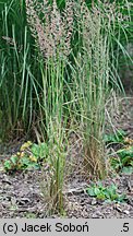 Calamagrostis ×acutiflora (trzcinnik ostrokwiatowy)