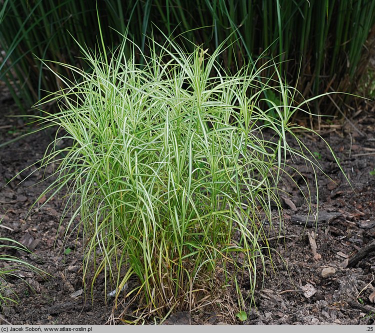 Carex muskingumensis (turzyca palmowa)