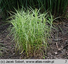 Carex muskingumensis (turzyca palmowa)