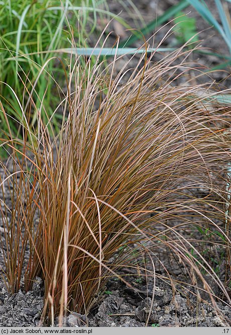 Carex flagellifera (turzyca biczykowata)