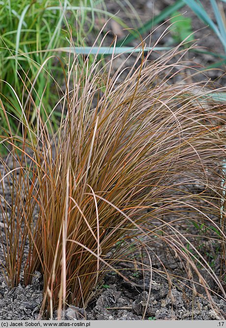 Carex flagellifera (turzyca biczykowata)