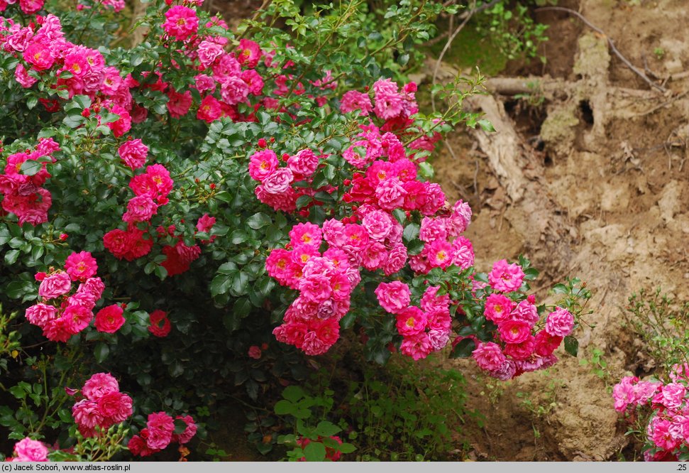 Rosa hort. Heidetraum