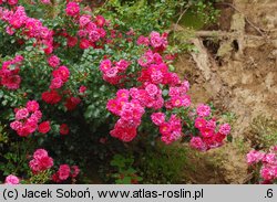 Rosa Heidetraum