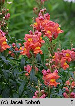 Antirrhinum majus (wyżlin większy)