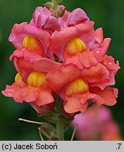 Antirrhinum majus (wyżlin większy)