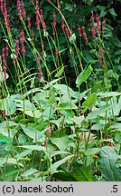 Polygonum amplexicaulis (rdest himalajski)