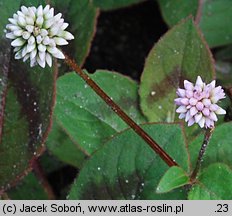 Persicaria capitata (rdest główkowaty)