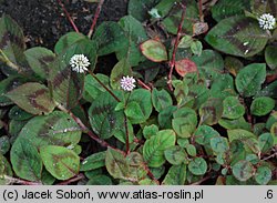 Persicaria capitata (rdest główkowaty)