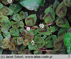 Persicaria capitata (rdest główkowaty)