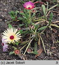 Dorotheanthus bellidiformis (dorotka stokrotkowa)