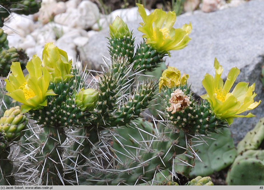 Cylindropuntia whipplei