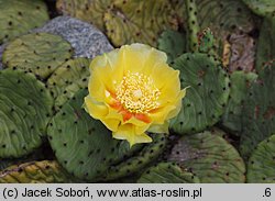 Opuntia humifusa (opuncja płożąca)