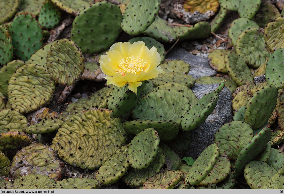 Opuntia humifusa (opuncja płożąca)