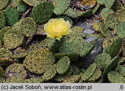 Opuntia humifusa (opuncja płożąca)