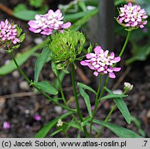 Iberis umbellata (ubiorek tarczkowy)