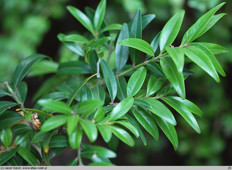 Buxus wallichiana