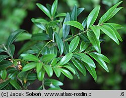 Buxus wallichiana